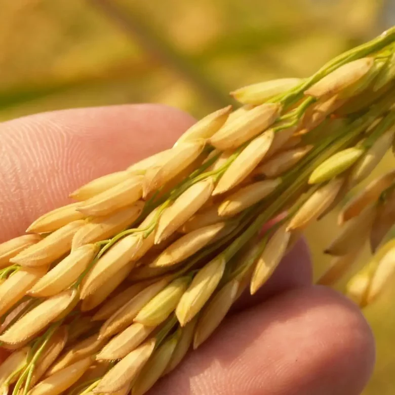 Czy fundacja rodzinna ma prawo nabyć gospodarstwo rolne?